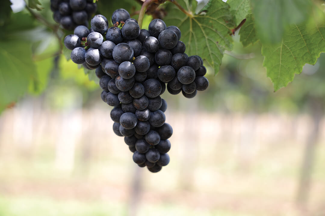 В арсенале «Августа» новый фунгицид