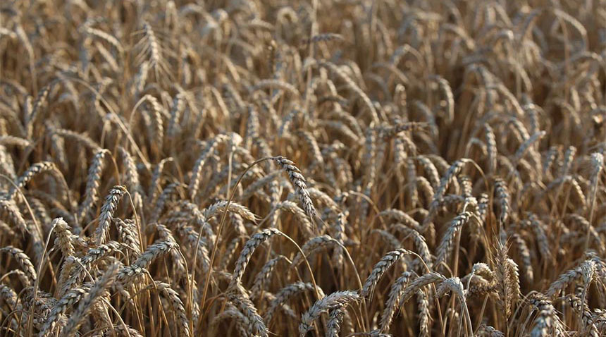 «Август» наращивает свое присутствие на рынках средств защиты растений в странах ближнего зарубежья