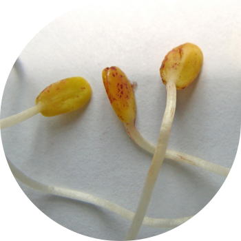 Зыгыр котиледондорунун тактары