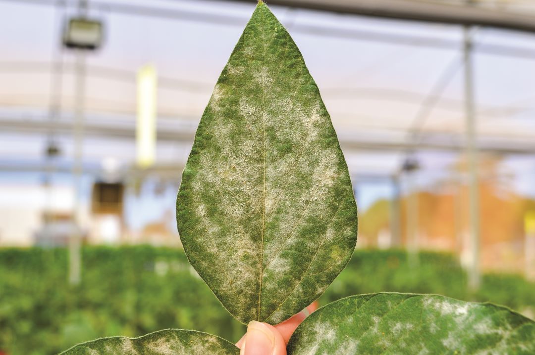 Соя порошогу