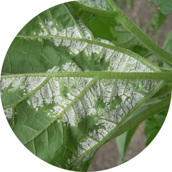 Күн караманын көгөрүшү