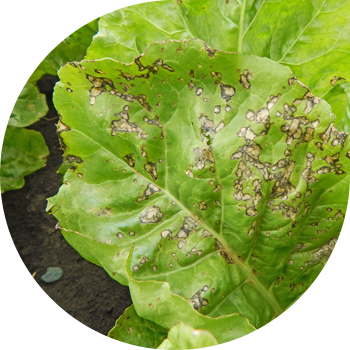 Кызылча церкоспорозу