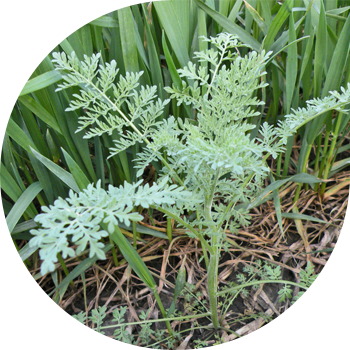 Софиянын Аныктамасы