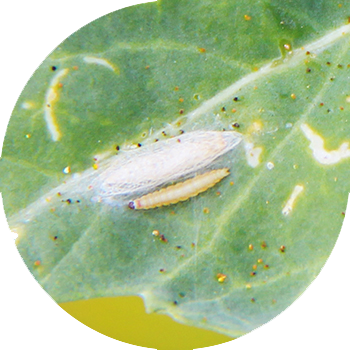 Капуста көпөлөгү