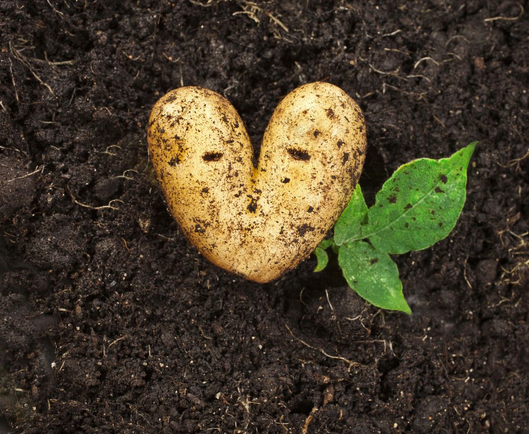 МатринБио-органикалык дыйканчылык үчүн "Августтун" биринчи дарысы