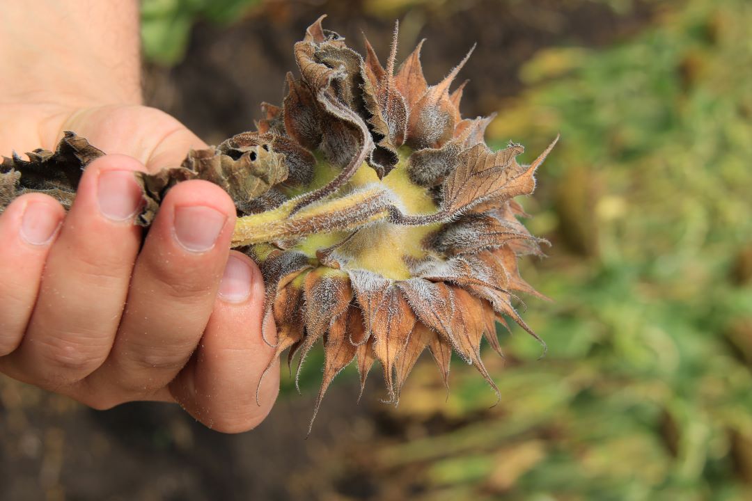 Күн карама фомопсиси (таупе же күрөң тактар, чириктер, сабактын рагы)