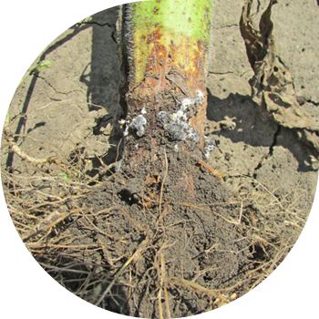 Күн караманын ак чириги