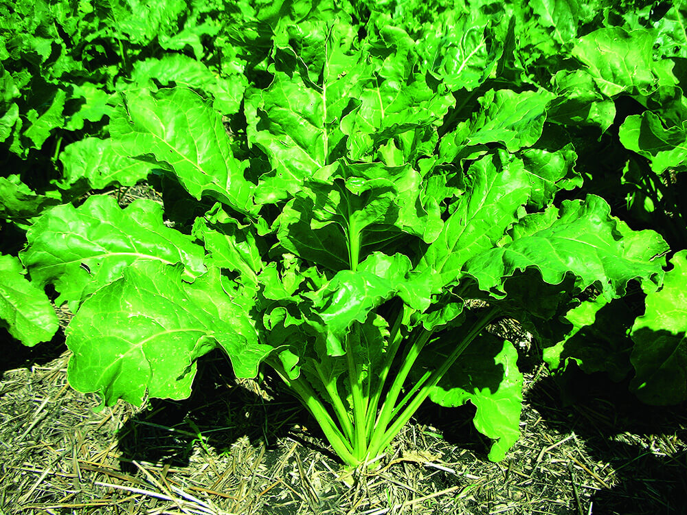 "Август" дыйкандарга кант кызылчасынын ооруларына каршы жаңы дары-дармектерди сунуштады