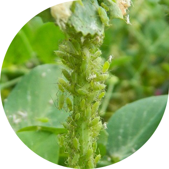 Буурчак тли