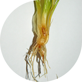 Гельминтоспоралык тамыр чириги