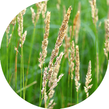 Камыш сымал канарейка