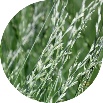 Көп жылдык саман (жайыттагы Кара чөп)