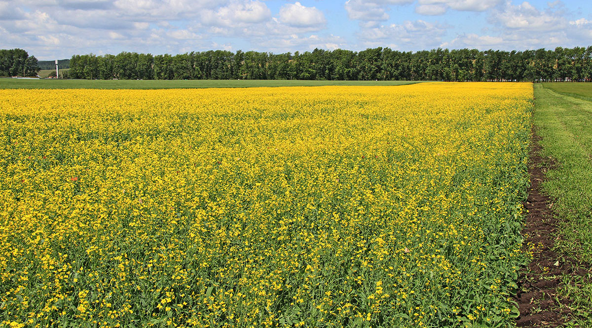 Компания «Август» удвоит земельный банк