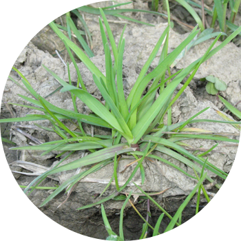 Талаа оту (кара буудай)