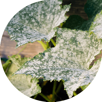 Бадыраңдын порошогу