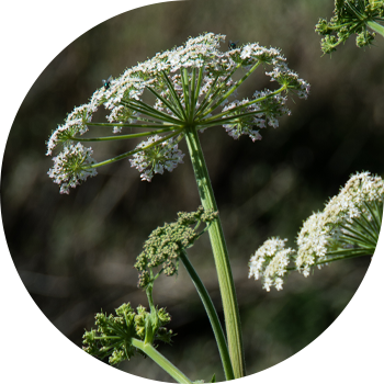 Гемлок Ала-Тоо, омег