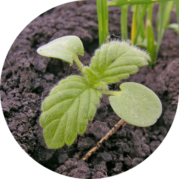 Кадимки Пикульник