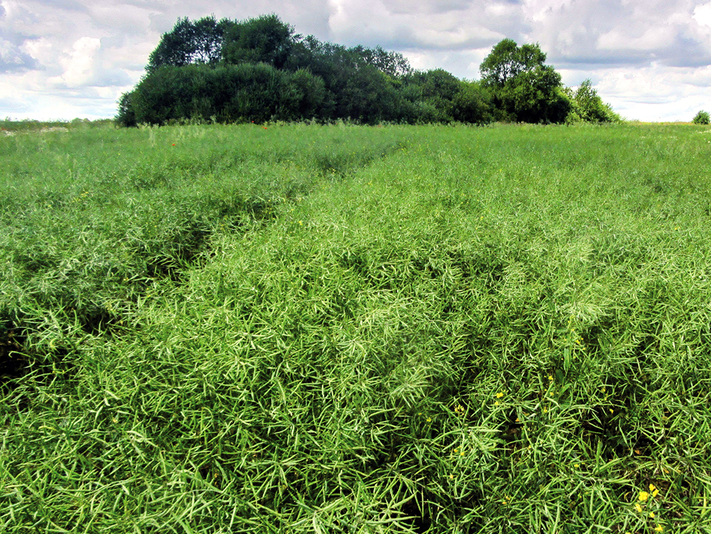 Гербицид Эсток зарегистрирован для применения на рапсе