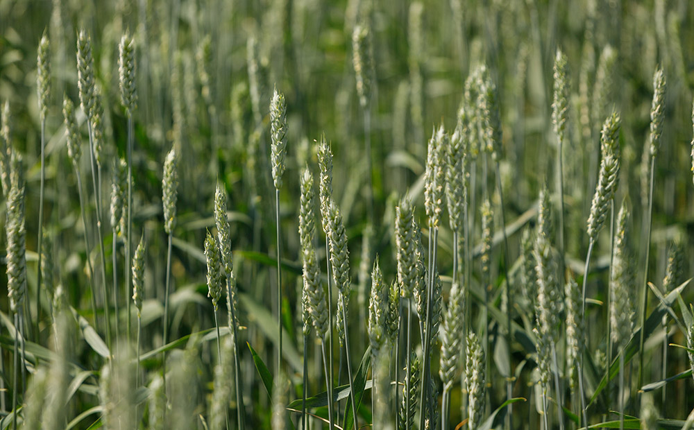 Жылы "Баш оона" 2023-жылы айыл чарба сезонунун көйгөйлөрүн жана келечегин баалаган