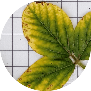 Ржавчина сои