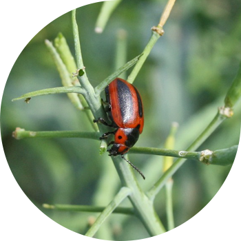 Рапс жалбырагы