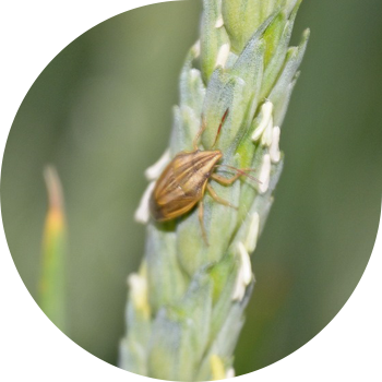 Курч баштуу Элия