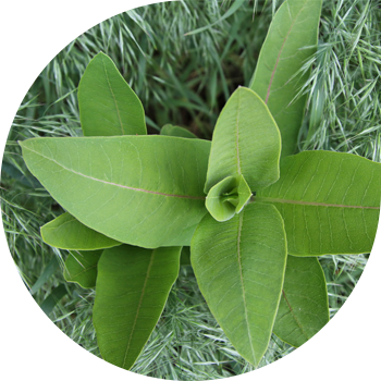 Сириялык кийик