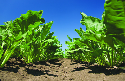 Кантты кантип коргоо керек: "Августтун" адистери кант кызылчасынын айдалышынын абалына баа беришти