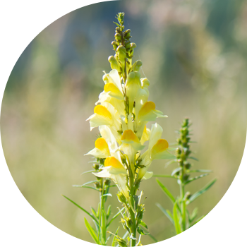 Зыгыр буласынан