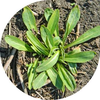 Кадимки чайыр (чапкыч)