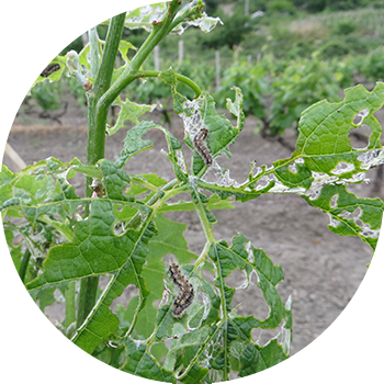 Жүзүм сабагы