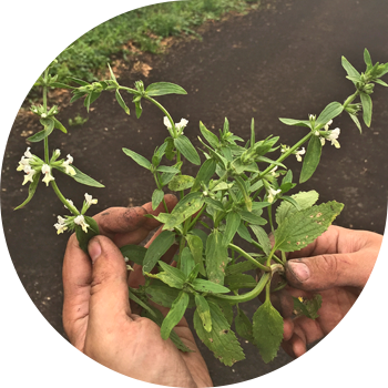 Жылдык тазалык