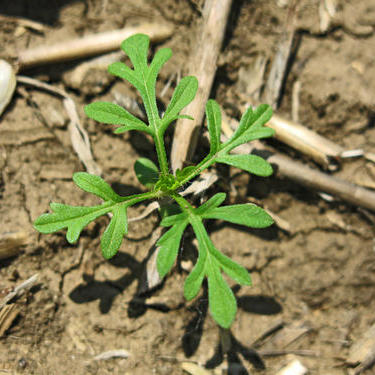 Гербициддердин эффективдүүлүгү