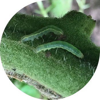 Бакчадагы кашык