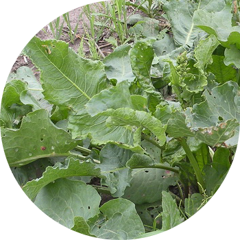 Жылкынын кымыздыгы