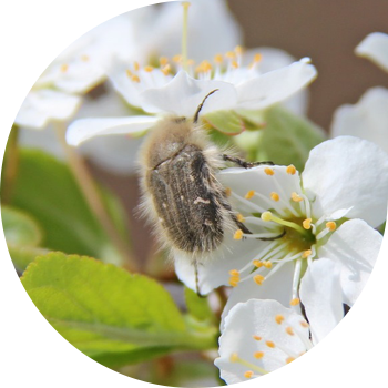 Бугу түктүү