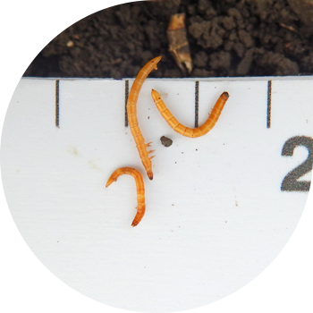 Шакар (зым курттар)