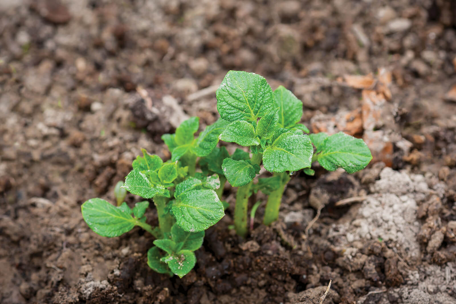 Зарегистрирован «картофельный» гербицид Лазурит Ультра!