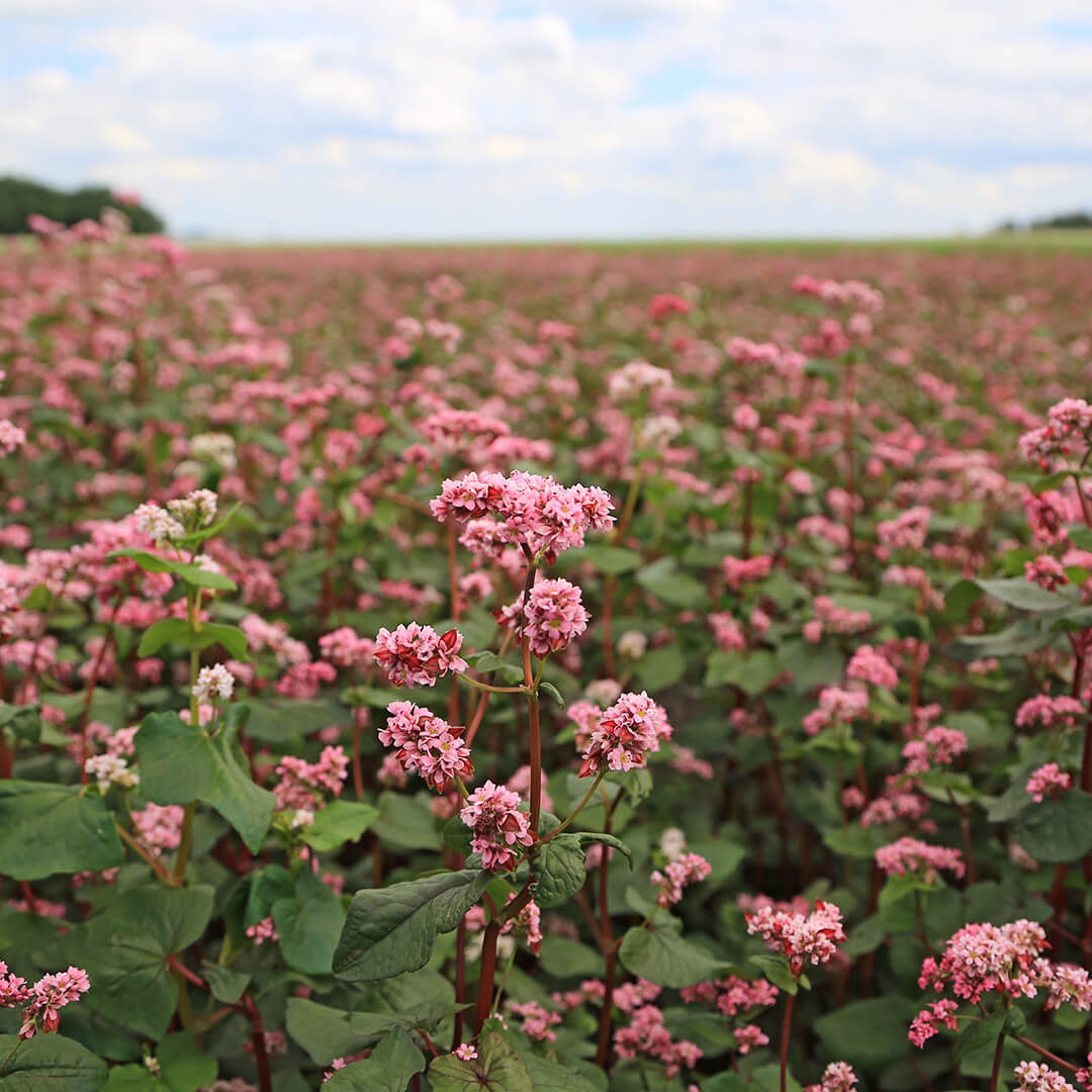 Расширена регистрация Квикстепа!