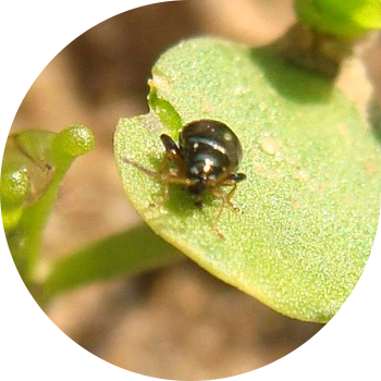 Зыгыр бүргөсү