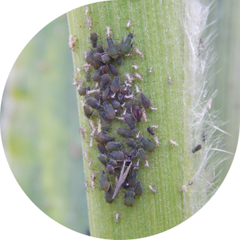 Дан тли (кадимки дан тли, чоң дан тли, арпа тли, Черемуха-дан тли)