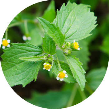 Кичинекей гүлдүү Галинсога