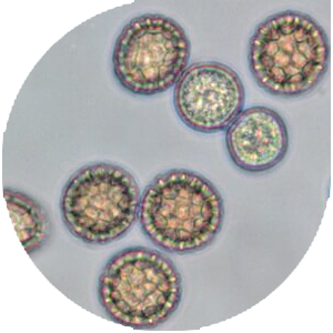 Эргежээл шишкебек