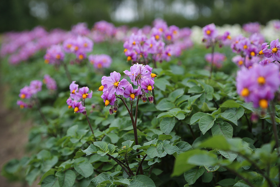 Жаңы "Август"фунгицид