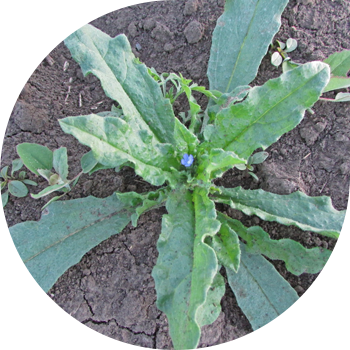 Ийри талаа түсү